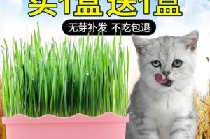 猫草的神奇功效（让宠物健康快乐的秘密）