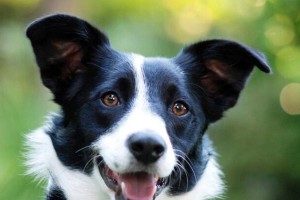 常见的十种牧羊犬（从德国牧羊犬到柯利牧羊犬，了解不同品种的特点与用途）