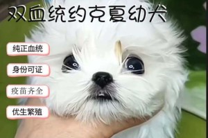 狗狗疫苗保护期多久？（探索狗狗疫苗维持效力的关键因素）