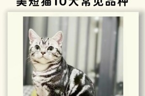 探秘最萌猫咪品种的世界（百变猫咪）
