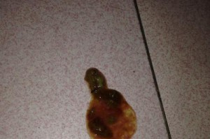 为什么泰迪会吐虫子？（探究泰迪吐虫子的原因和预防方法）