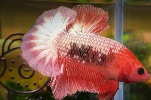 斗鱼的寿命和适宜生存条件（探究斗鱼的寿命和生存环境需求）