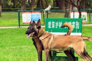 训练宠物马犬安静的有效方法