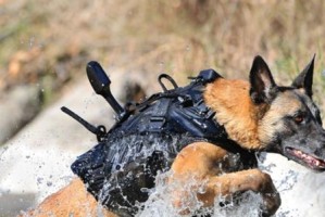 了解警犬（探索警犬世界，了解各种警犬的特点与用途）