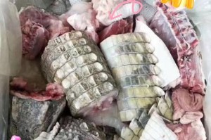 鳄鱼的饮食习性探究（鳄鱼的食物来源及其对生态系统的影响）