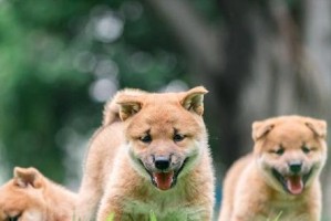 如何识别狗狗的健康状况（从外表特征到内在体征，一起学习如何判断宠物是否健康）