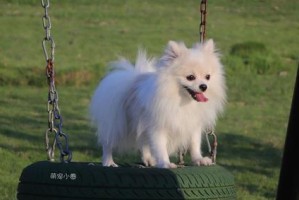 揭秘博美犬为何喜欢乱叫（探究博美犬的行为习惯以及改善方法）