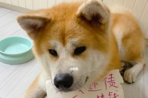 如何预防秋田犬咬人（以宠物为主，掌握正确方法）