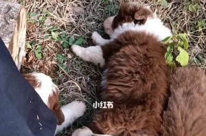 如何训练你的牧羊犬成为顶尖放羊专家（以宠物为主，从基础训练到高级技巧，带你打造专业放羊队伍）