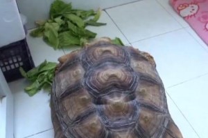 野外草龟的饮食习惯及营养需求（了解野生草龟的食物选择与健康饮食）