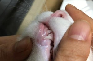小猫的换牙之旅（了解小猫换牙的过程和注意事项）