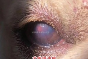 揭开狗眼透明之谜（狗眼秘密解析，透明背后的奥秘）