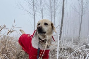 以狗冻死的表现及其原因（冷冻对狗的影响及早期警示信号）