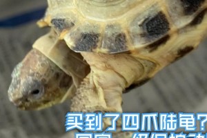 四爪龟的饮食习性与营养需求（揭秘四爪龟的美食王国及养殖技巧）