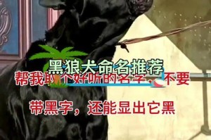 黑狗狗的名字之选（探索适合黑狗狗的个性化名称）