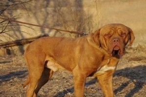 斗牛马士提夫犬的饲养指南（宠物爱好者必看，打造忠实的陪伴之犬）