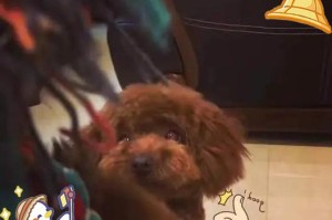 狗狗的抑郁（了解狗狗抑郁症的原因与表现，提供有效的情绪调节方法）