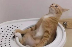 猫为什么会站着拉屎？（揭开猫站立排便的神秘面纱）