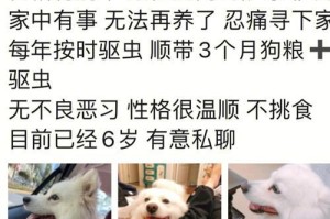 萨摩犬打虫知识大揭秘（保护毛孩健康的必修课）