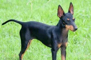 红骨猎浣熊犬的饲养方法（打造健康快乐的宠物生活）