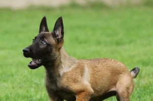 如何科学饲养比利时格罗安达牧羊犬（关注它的食物、运动与心理健康，让它更健康成长）