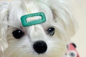 解决幼犬呼吸困难的药物治疗方法（有效药物治疗幼犬呼吸困难，提高生活质量）