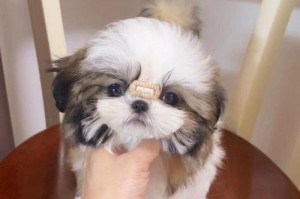 西施犬的饲养指南（了解西施犬的特点与饲养技巧，做一个负责任的主人）