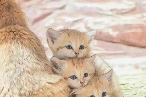 探索最适合家庭的猫咪品种（选择适合你家的猫咪，带来幸福的伴侣生活）