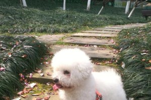 比熊犬尾巴的魅力（探索比熊犬尾巴的形态特征与情绪表达）