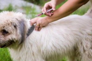 宠物幼犬如何确保接种疫苗？（宠物医生分享幼犬接种疫苗的经验）