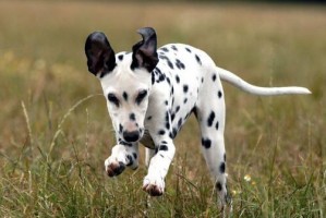 饲养斑点犬的全面指南（了解斑点犬的特点和需要注意的事项，让你成为一个优秀的主人）