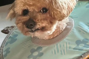 宠物泰迪的饮食指南（以一个半月的泰迪，如何合理搭配食物？）