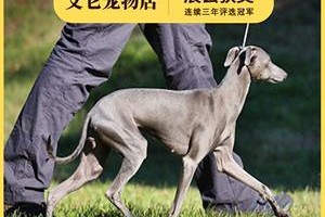 养一只完美灵光意大利灵缇犬，这些是必须知道的！（了解它的特征，喂养方式和健康问题是关键）