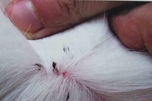 狗身上的寄生虫及其影响（了解狗身上的常见寄生虫以保护宠物健康）