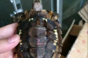 如何饲养印度星龟（从饲养环境到饲养食谱，全面了解印度星龟饲养）