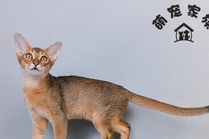 猫的步态之美（探秘猫咪行走的优雅姿态，感受猫步的独特魅力）