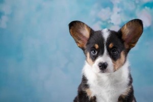 威尔士柯基犬的历史（从远古到现代，探索这个古老狗种的演变历程）