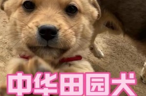 云南风情（云南的犬类品种及其文化特色）