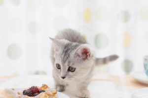 4个月大的小猫应该吃什么？（营养均衡的饮食是小猫健康成长的关键）