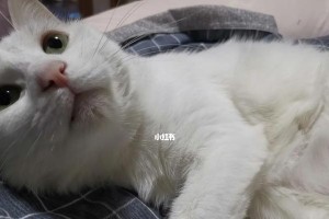 猫咪掉毛多的原因及解决方法（解密猫咪掉毛多的原因，让你的宠物身上再无“雪花”！）