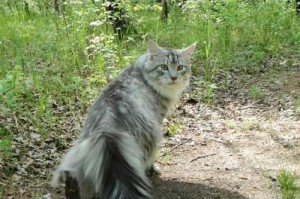 探秘猫咪世界的精彩论坛（汇聚猫咪爱好者的天堂，你想要的一切关于猫的信息尽在其中）