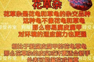 中华花龟苗的饲养注意细节（如何正确地照顾中华花龟苗，让它们健康成长）