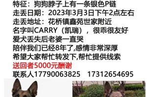 寻找人类最好朋友——探索狗的世界（在哪里找到属于你的忠诚伙伴）