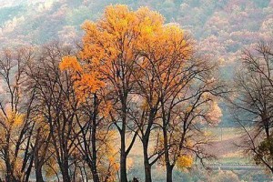 秋田——香波之乡（发现秋田独特香波文化，感受清新自然之美）