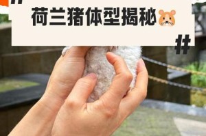 荷兰猪的成长速度及最大体型（揭秘荷兰猪的生长过程和关键因素）