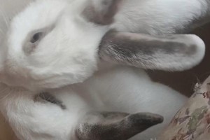 保护小兔兔，守护生态平衡（为什么要保护小兔兔？）