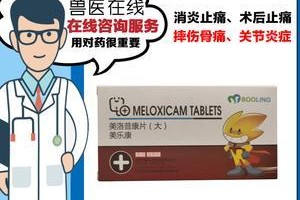 狗狗胃部手术后饮食指南（恢复快速）