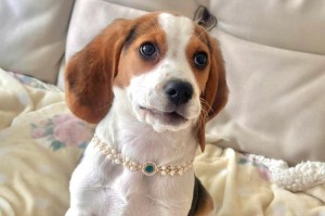以小体比格犬是什么犬？（了解以小体比格犬的特点和起源）