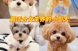 美国可卡犬的饲养方法——让你的宠物更健康快乐