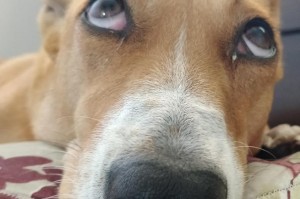 探讨狗狗眼睛肿胀的原因及应对措施（常见引起狗狗眼睛肿的因素和预防方法）